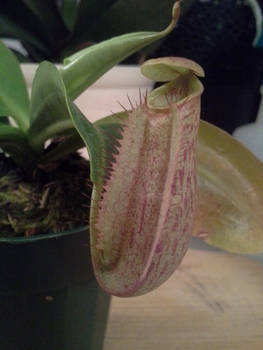 New Obsession: Pitcher Plants