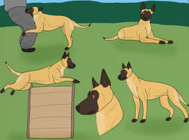 Harmony French Ring Titles