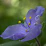 Spiderwort