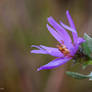 Silky Aster