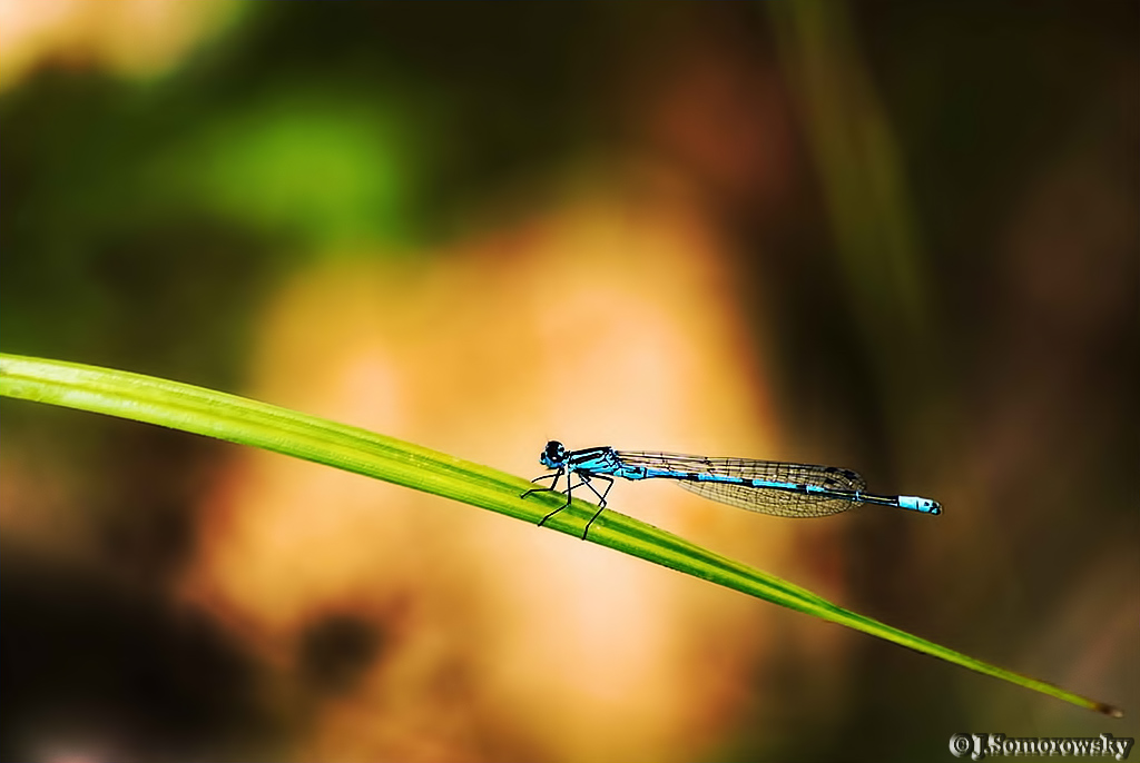 Dragonfly