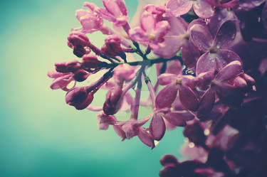 Lilacs