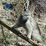 Pallas's Cat