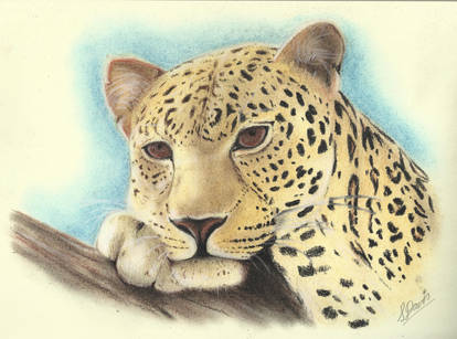 A: Lazy Leopard