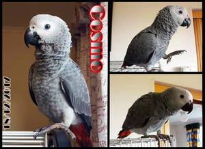 A: New Fid, Cosmo the Congo African Grey Parrot