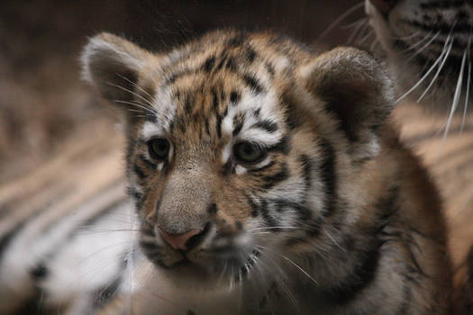 tiger cub I