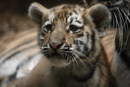 tiger cub II
