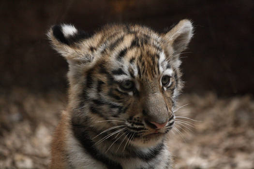 tiger cub III