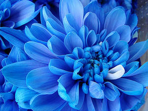 Blue flower