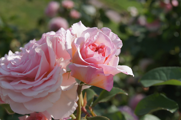 Flowering roses