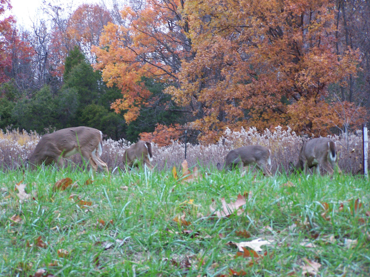 Grazing November Does