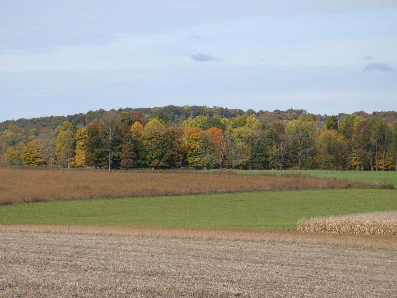 Patchwork Fields