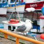 Seagull