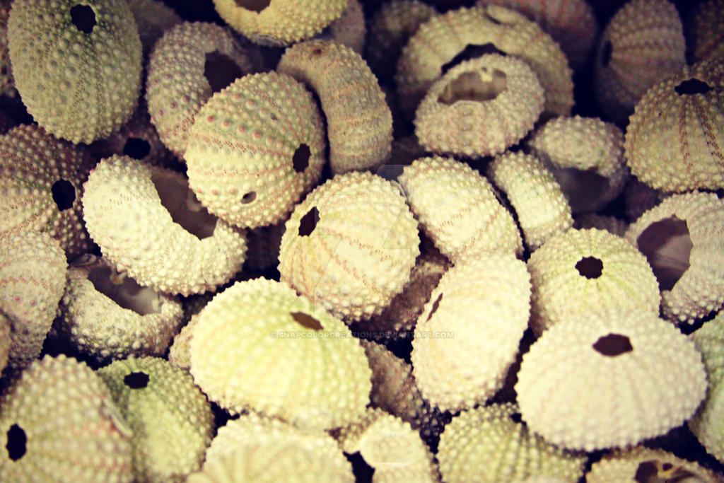 Shell Sprite Texture Shell texture 8 by SnapColorCreations on DeviantArt