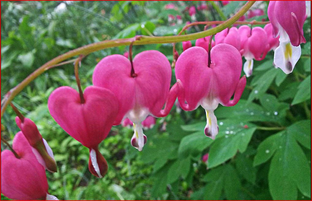 Bleeding hearts