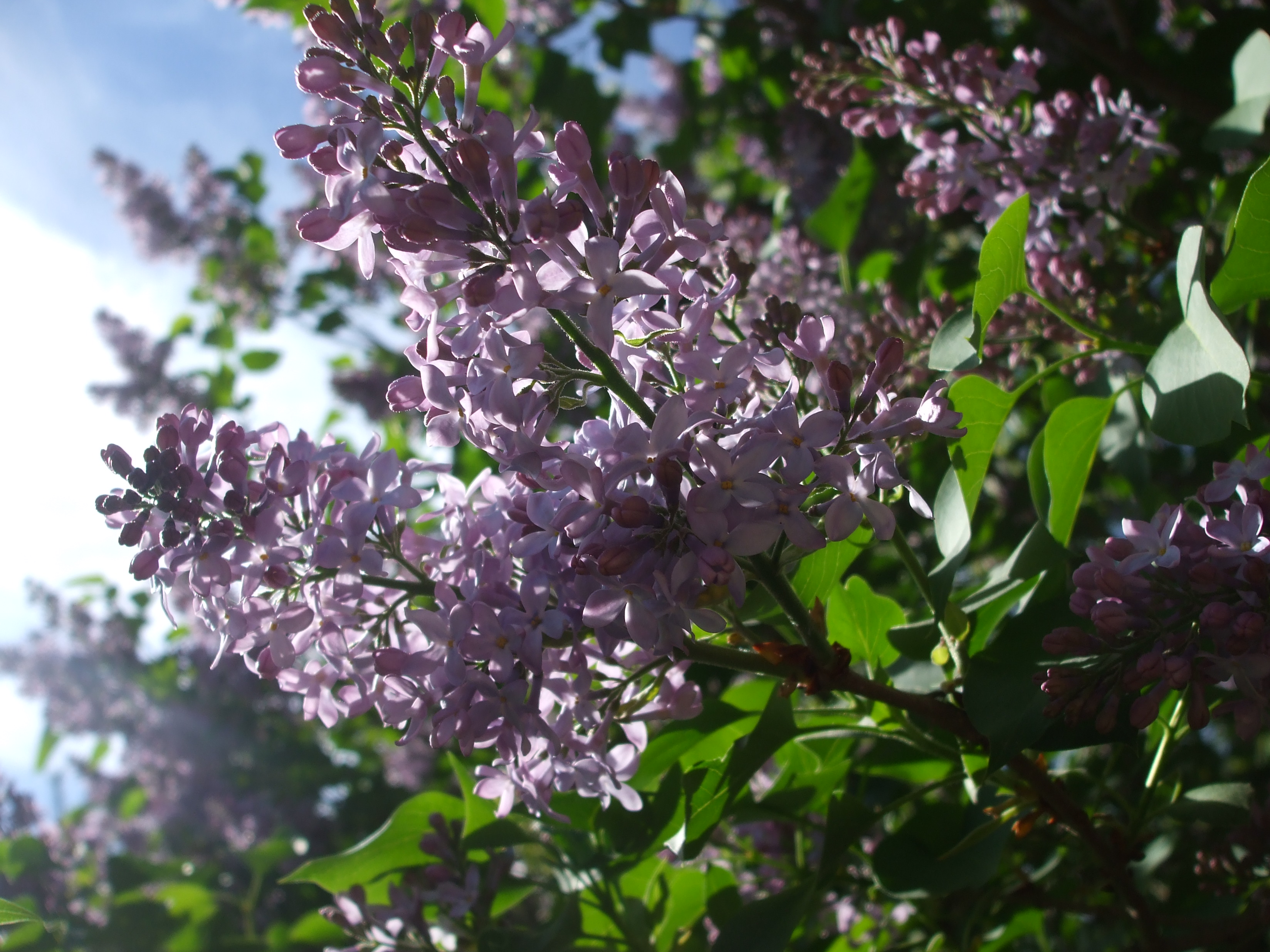 Lilacs of 2013