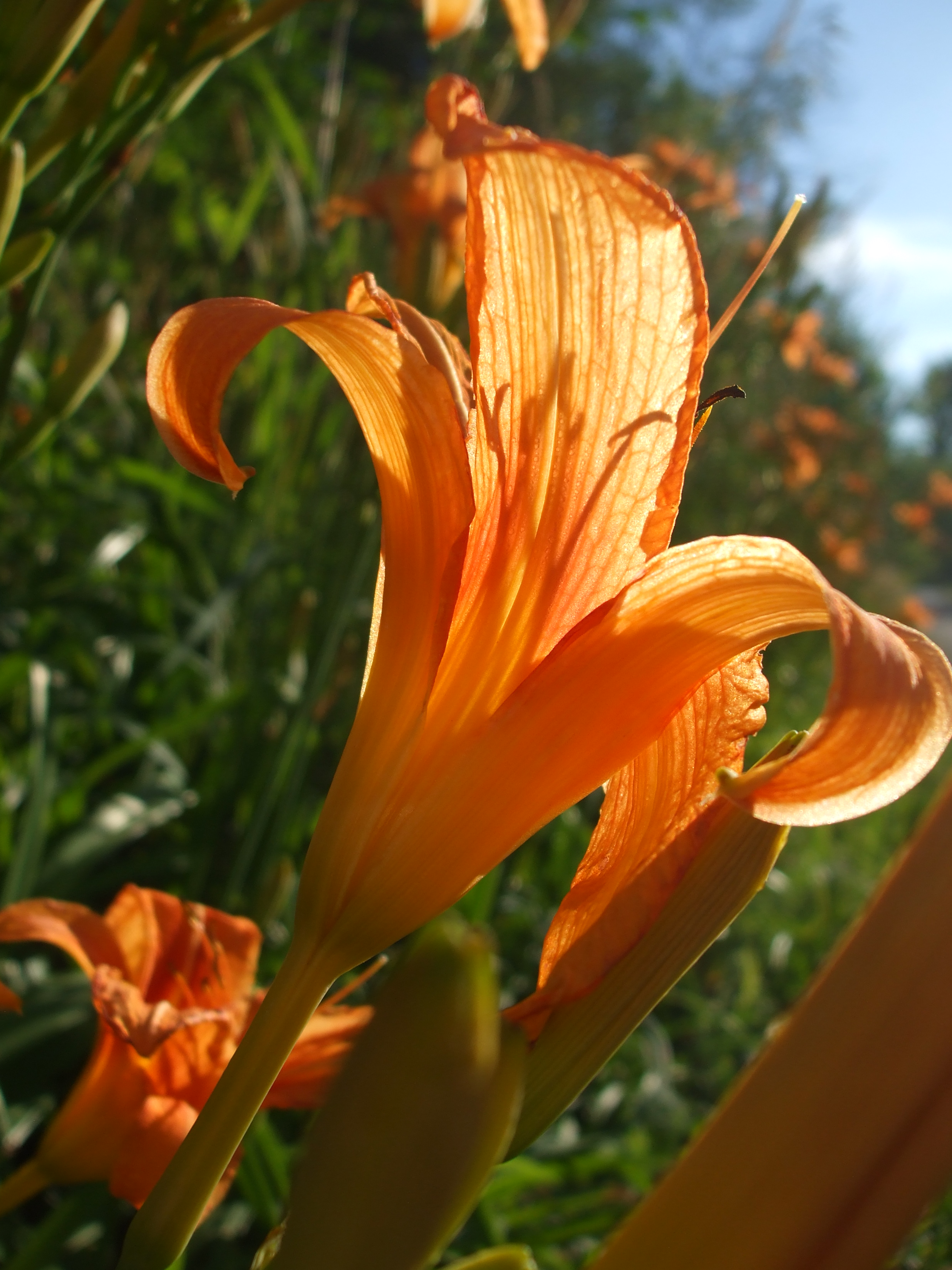 Backlit Tiger Lily 2013