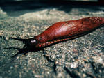 sorry snail by behindcrimetape
