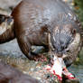 OTTER'S DINNER