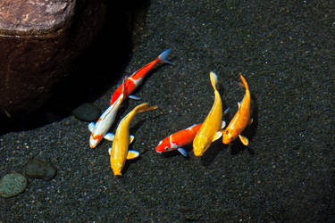 Colorful Koi Fish