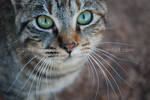 Tabby Cat. by monika-idiosyncrasy