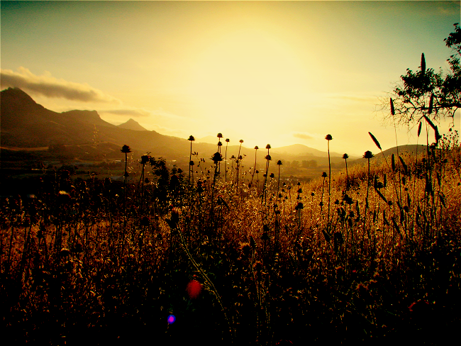 Sunset Flowers I