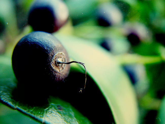 Winter Berries