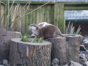 Otter