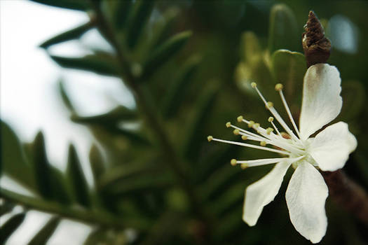 Plum Blossom