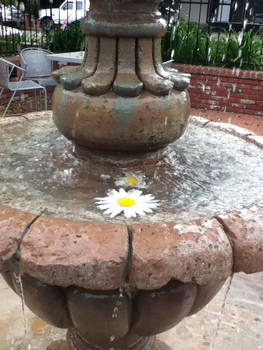 Fountain Flower