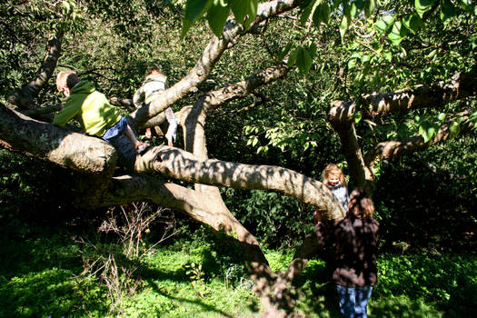 The Climbing Tree