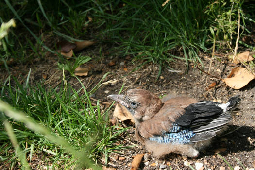 Jay Fledgling