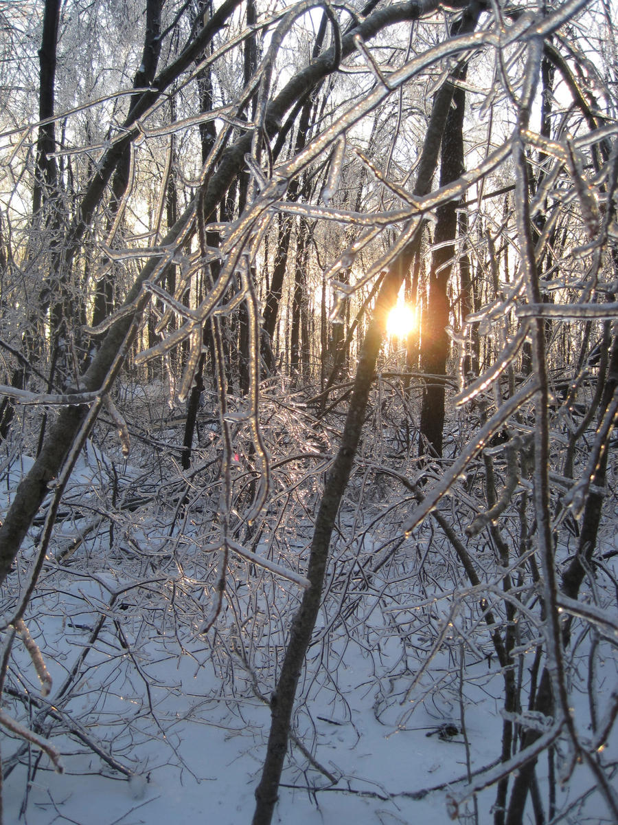 Trees in Ice