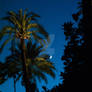The moon kissing the palms