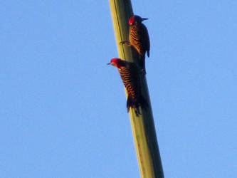 Republique dominicaine, birds