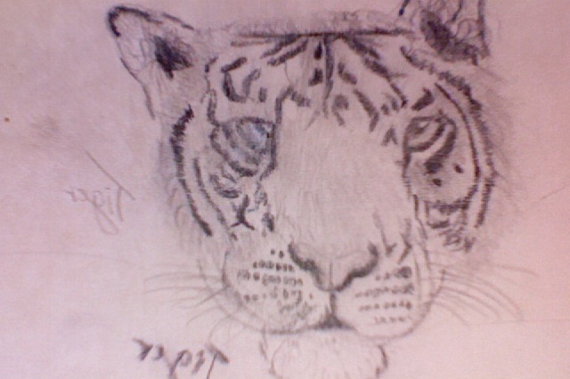 Tiger Drawing