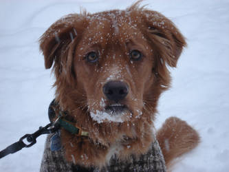 Snow Angel