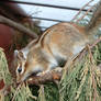 Siberian Chipmunk