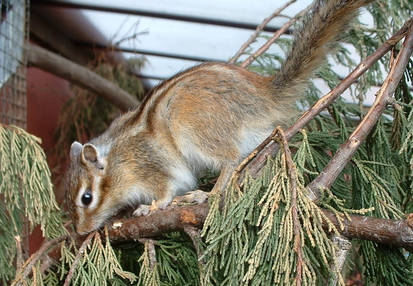 Siberian Chipmunk