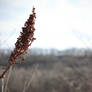 Flower In The Wind