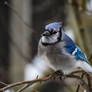 Blue Jay