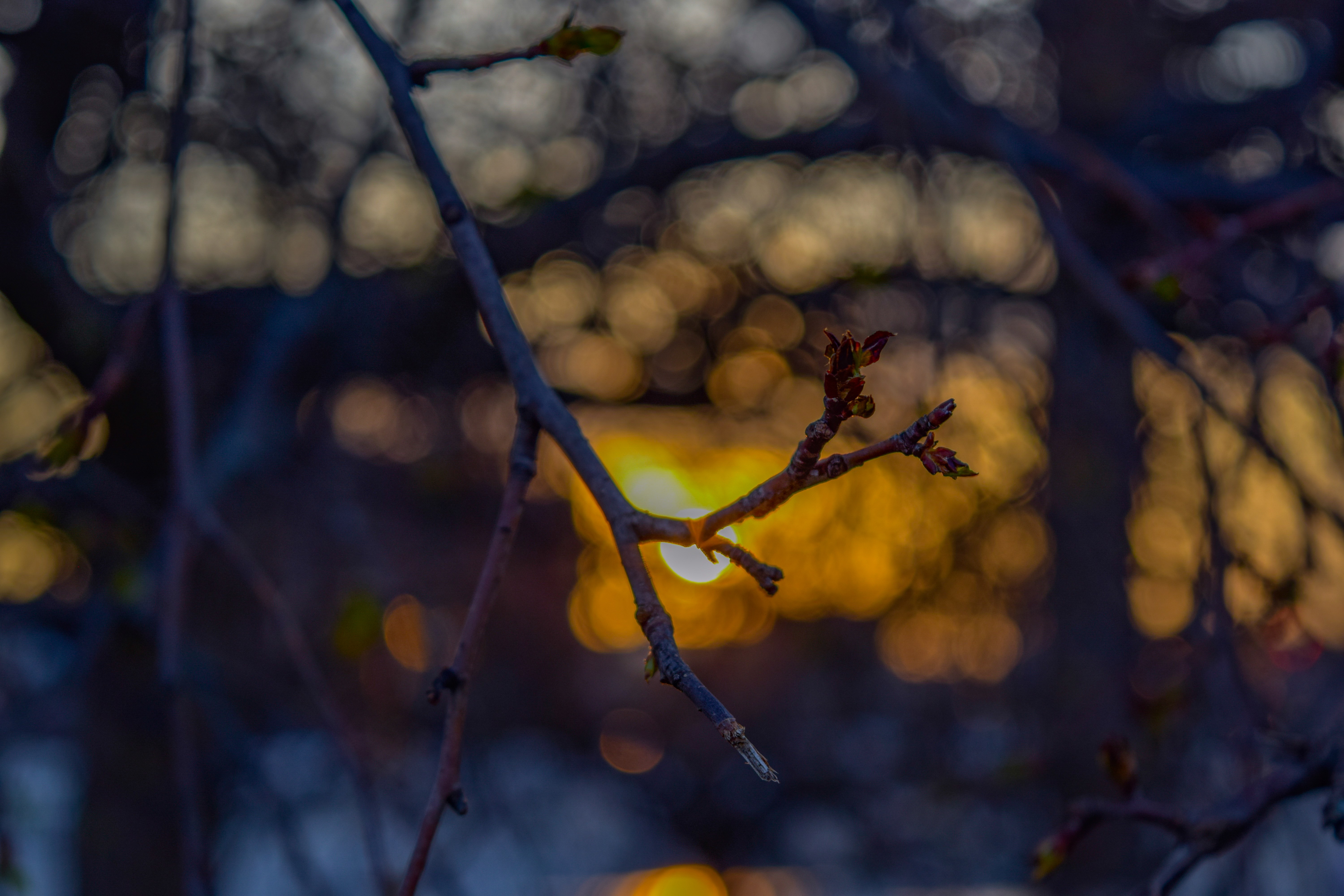 Sunset Through The Trees