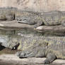 It's a Pile of Croc