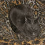 Animals 815