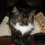 Animals 818