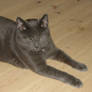 Animals 819