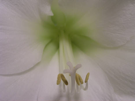 Flower White - 001