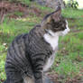 Animals 011
