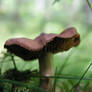 Mushroom 002