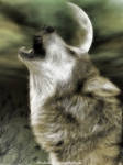Wolf scream by Ruskatukka